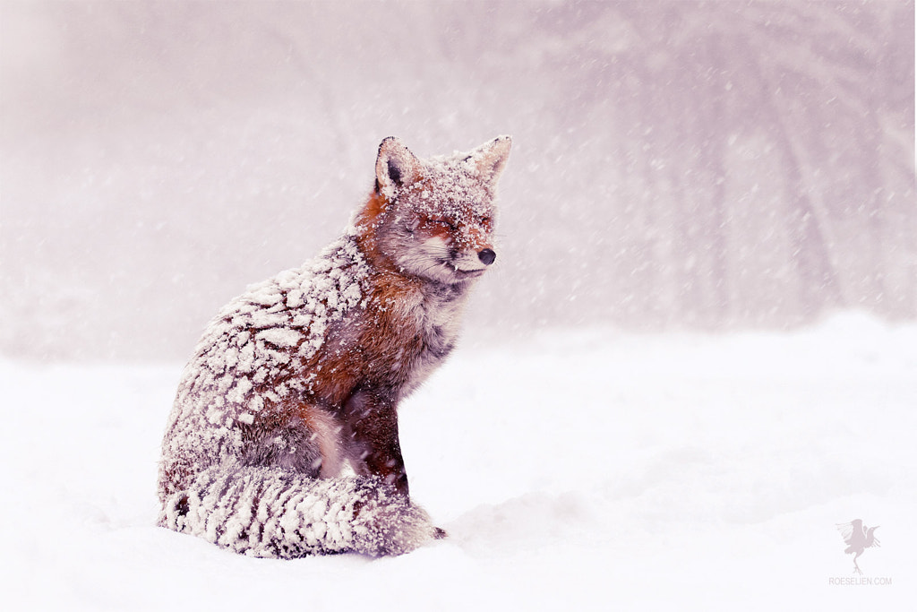 Red Fox in the Snow by Roeselien Raimond on 500px.com