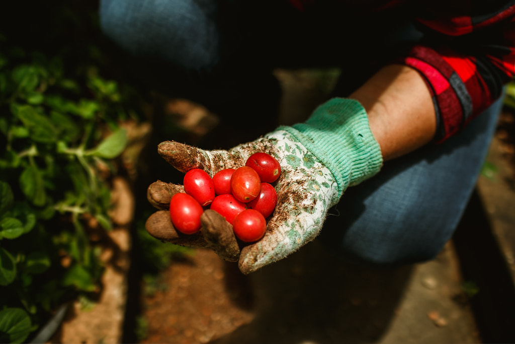 woman harvesting tomatoes in her vegetable garden by Helena Lopes on 500px.com