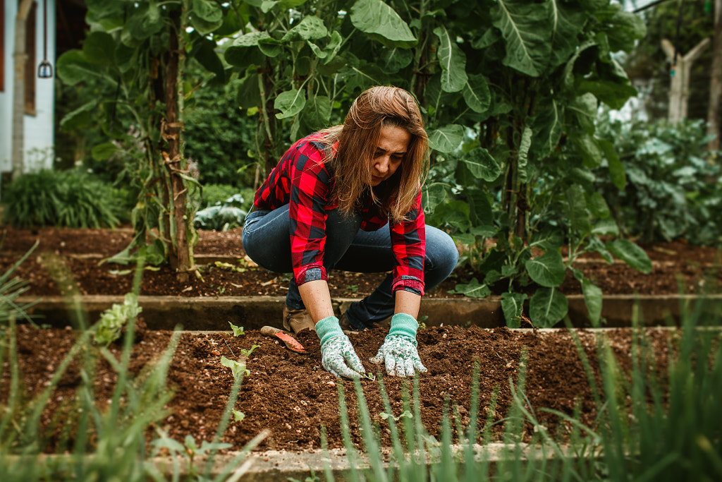 woman harvesting vegetable in her vegetable garden by Helena Lopes on 500px.com