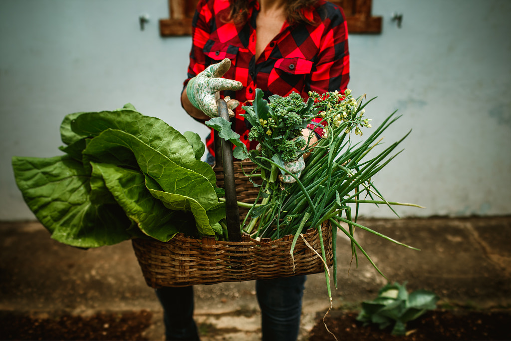 woman harvesting vegetable in her vegetable garden by Helena Lopes on 500px.com