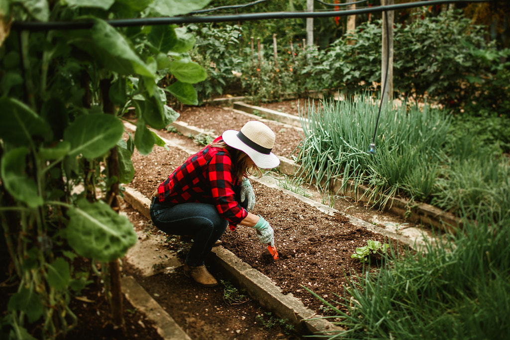 woman harvesting vegetable in her vegetable garden by Helena Lopes on 500px.com