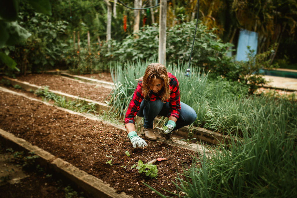 woman harvesting vegetable in her vegetable garden by Helena Lopes on 500px.com