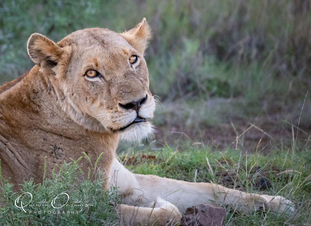 African Lioness by Quentin Oosthuizen on 500px.com