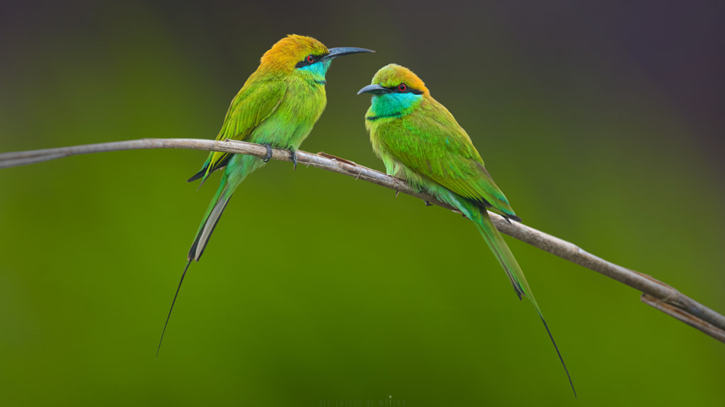 Bee Eaters Of Maitry ! by Sunil  on 500px.com