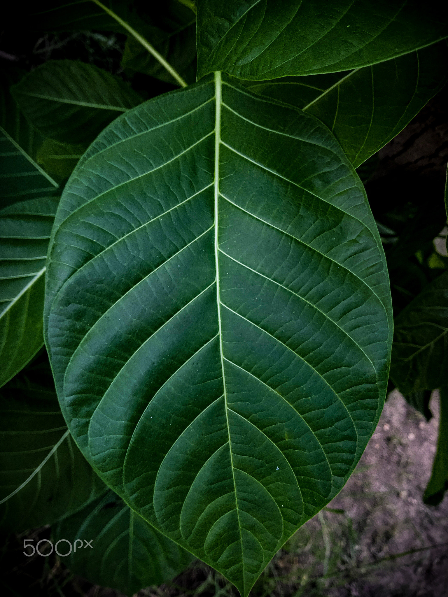 A big green leaf with veins.