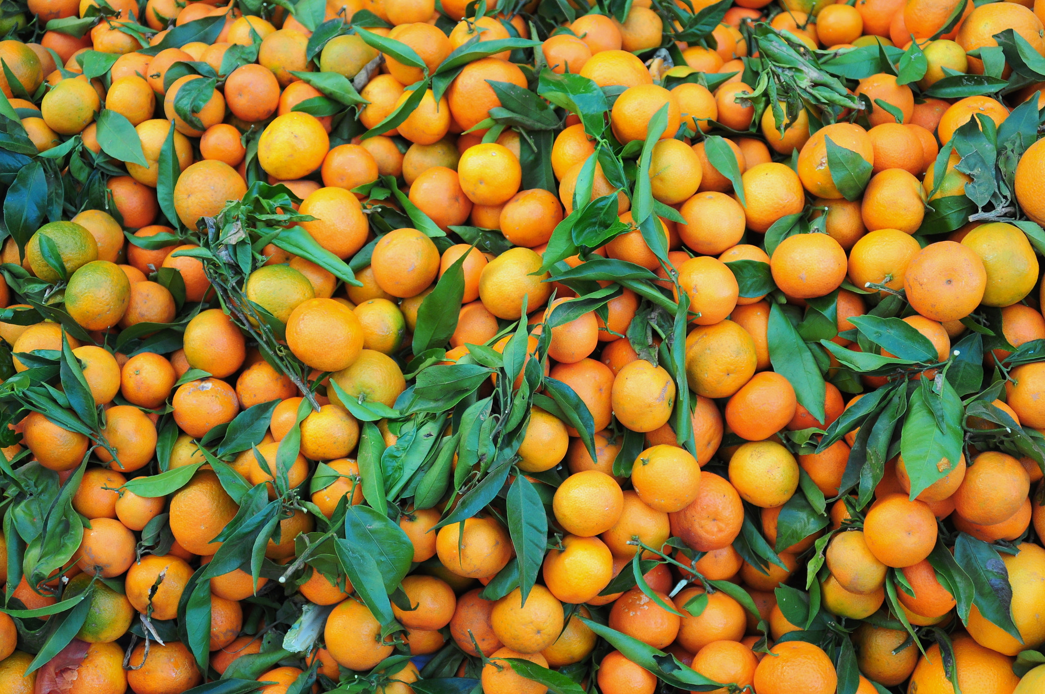 Moroccan Market Mandarins: In winter Moroccan markets are full of mandarins and oranges. I've never soon so many mandarins! Took this picture in Chefchaouen, Morocco