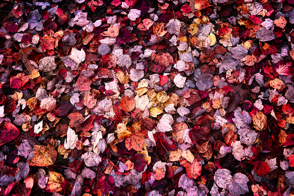 Autumn Walk by Stephanie Shen on 500px.com