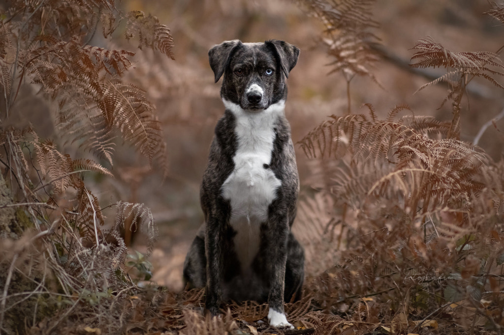 Meet Ida in the Woods tonight  by Lill Mainusch  on 500px.com