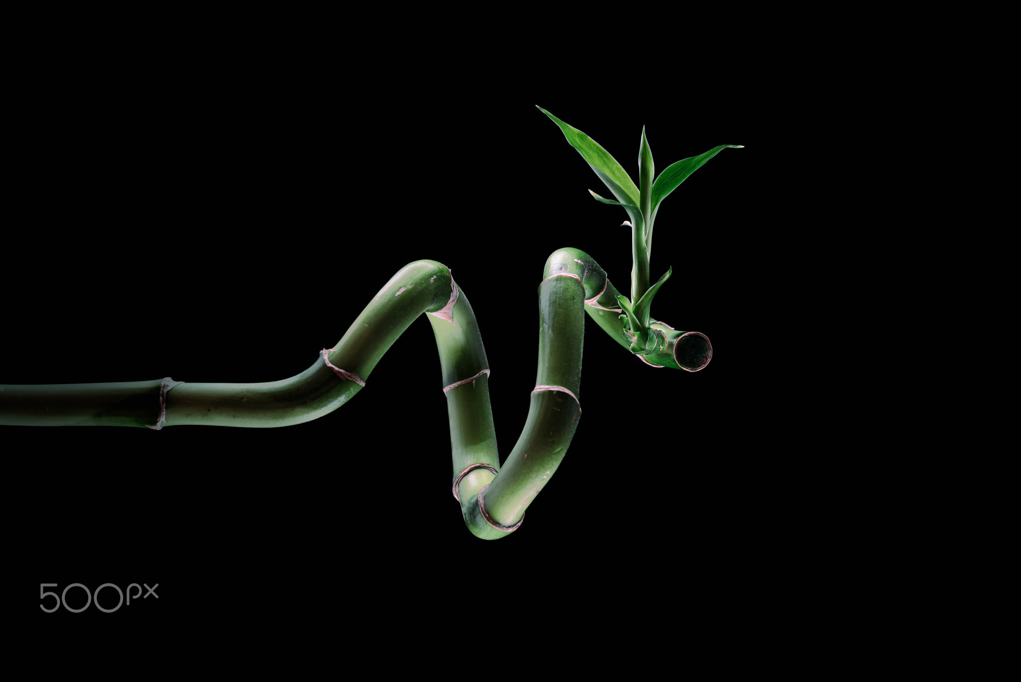 bamboo cane with heart rhythm shape on black background