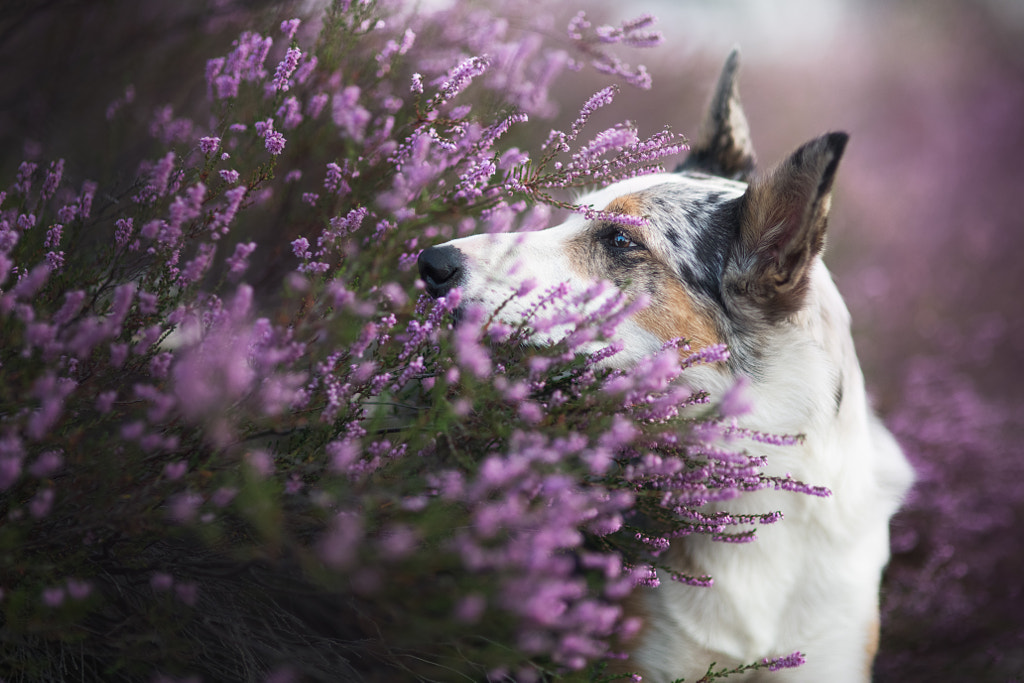 Summer memories by Iza ?yso? on 500px.com