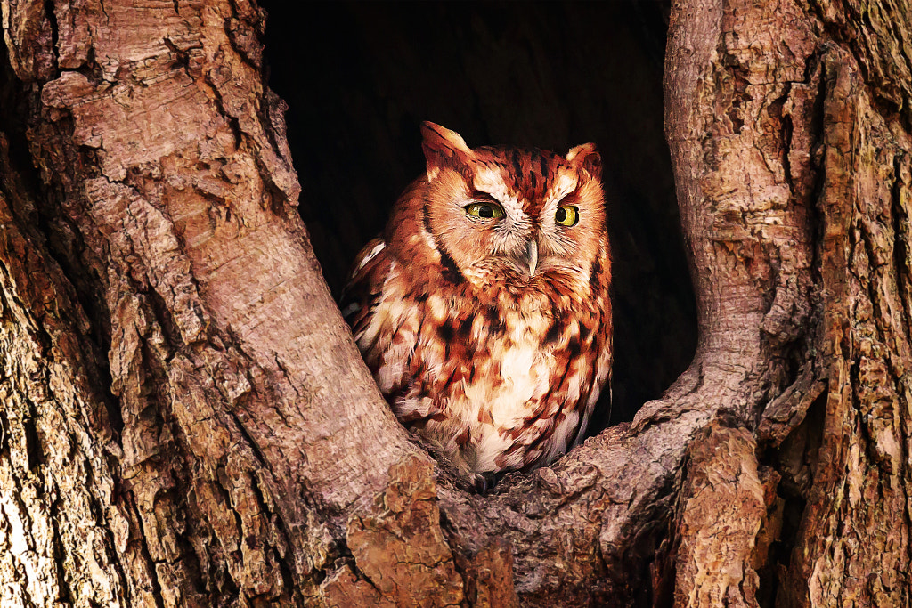 Eastern Screech Owl by Joe Matzerath on 500px.com
