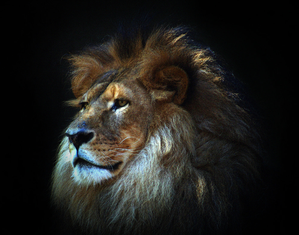 Mane Man by Justin B. on 500px.com