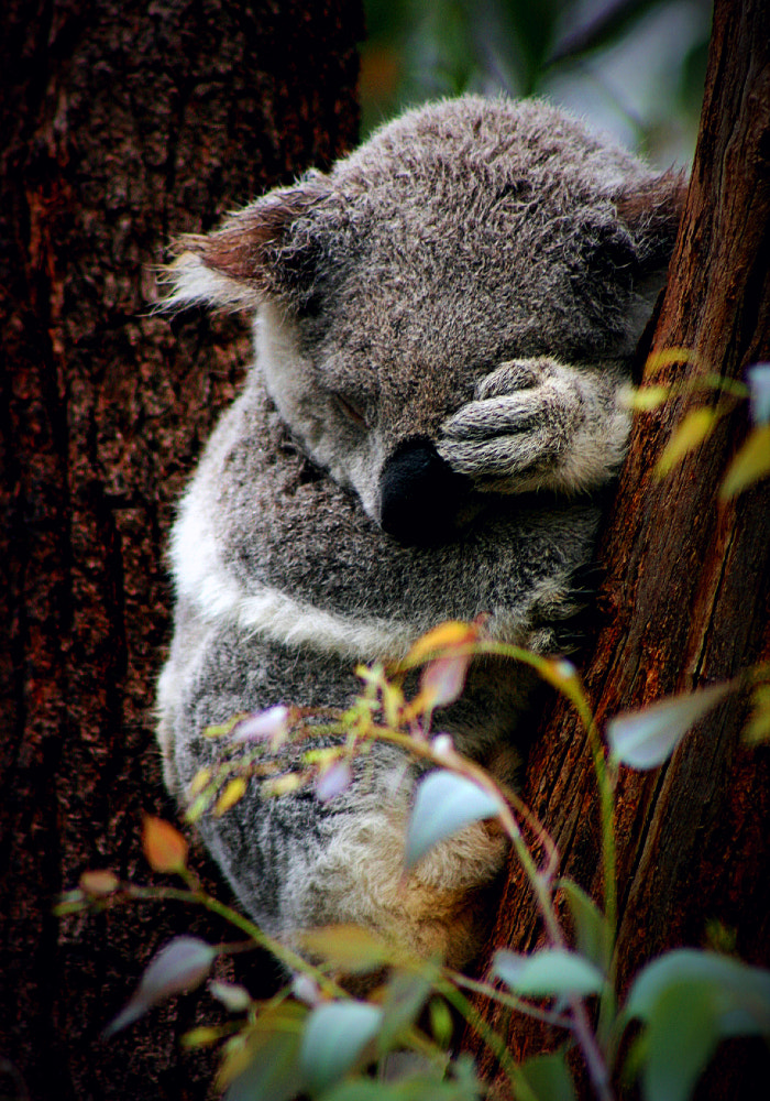 Unbearable by Justin B. on 500px.com