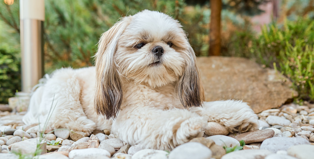 Dog white shih tzuShih Tzu - Top 20 Most Cutest Dog Breeds in the World | Most Adorable Dogs and Puppies.com