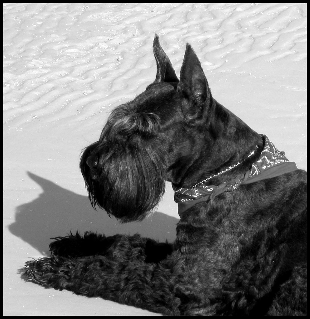 Giant Schnauzer by giant schnauzer / 500px