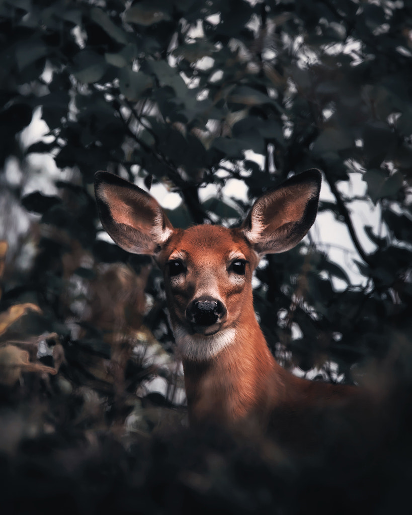 Jane Doe by Seth Macey on 500px.com