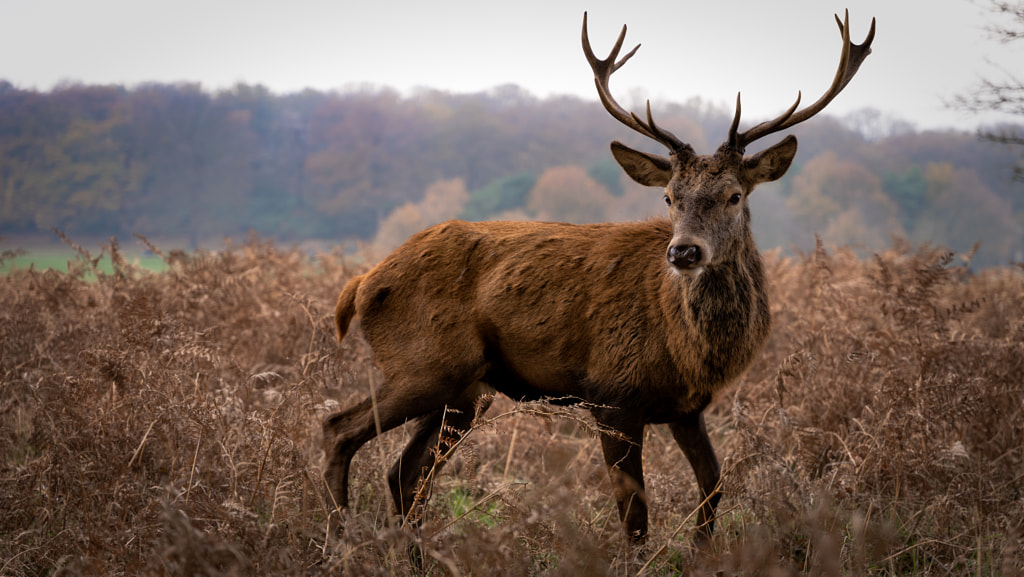 Sony A7III Sample Images with Camera Settings (2022)