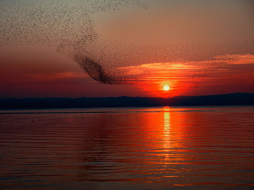 Birds by Wolfgang Hartl on 500px.com