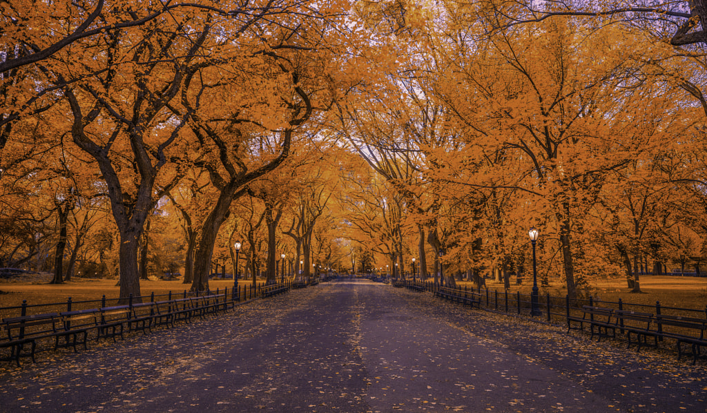 Autumn in Central Park, New York by John S on 500px.com