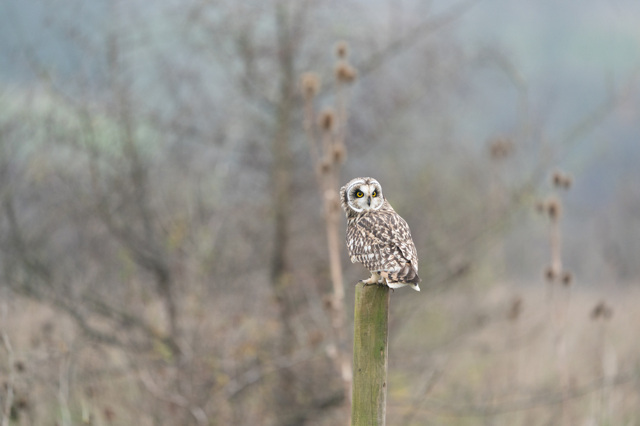 Short eared owl