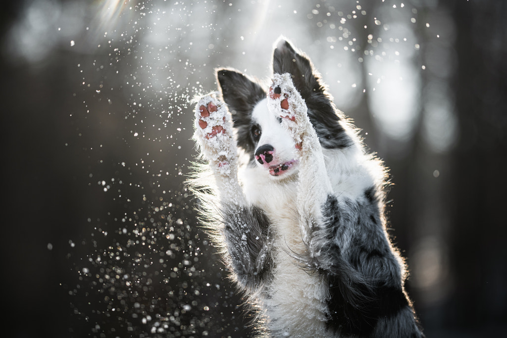 First snow by Iza ?yso? on 500px.com