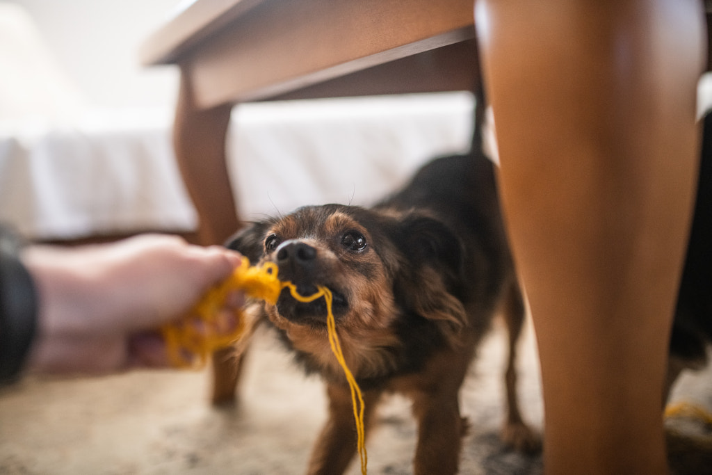 Jouer avec un chien par Iza ?yso?  sur 500px.com