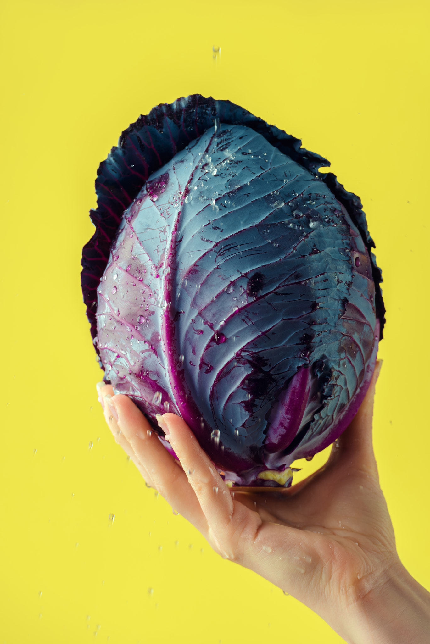 Female hands washing red cabbage