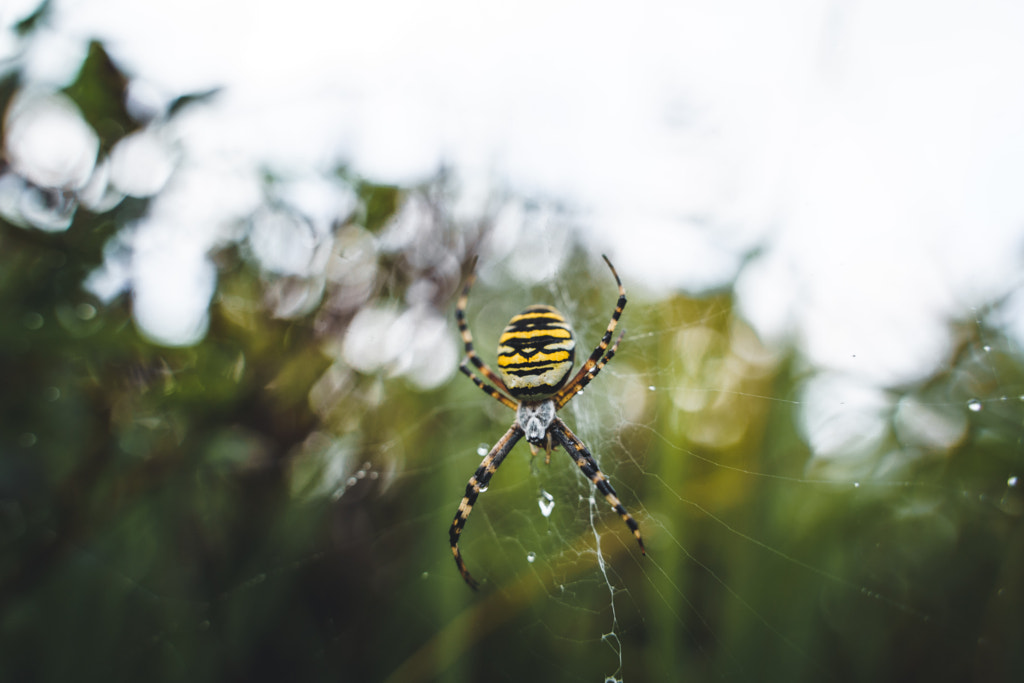 Wasp spider by Anskar Lenzen on 500px.com