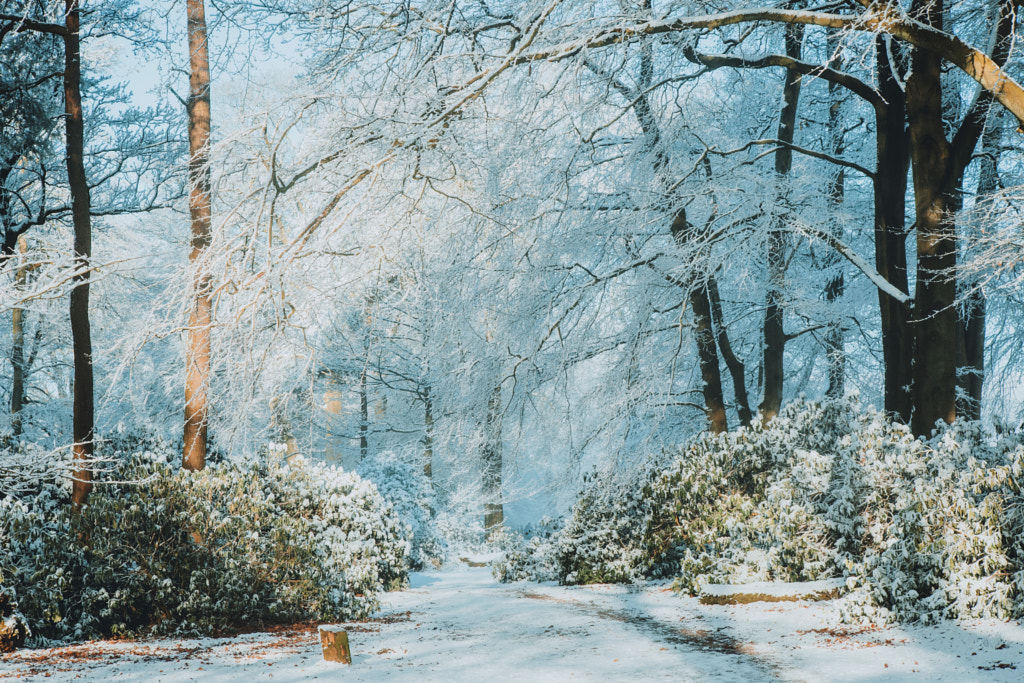 Winter Wonderland  by Daniel Casson on 500px.com