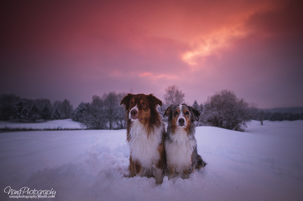 Magical Winter by NanaPhotography on 500px.com