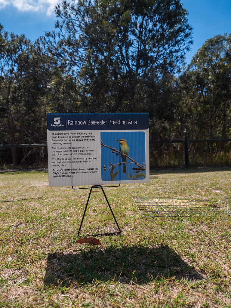 Rainbow Bee-eater by Paul Amyes on 500px.com