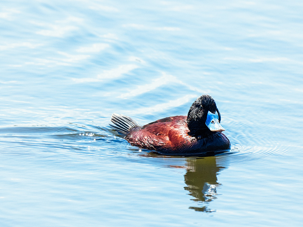 Blue-billed Duck by Paul Amyes on 500px.com