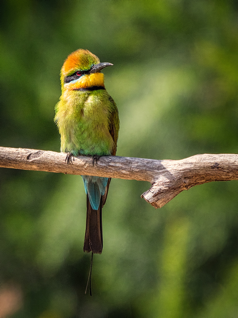 Rainbow Bee-eater by Paul Amyes on 500px.com