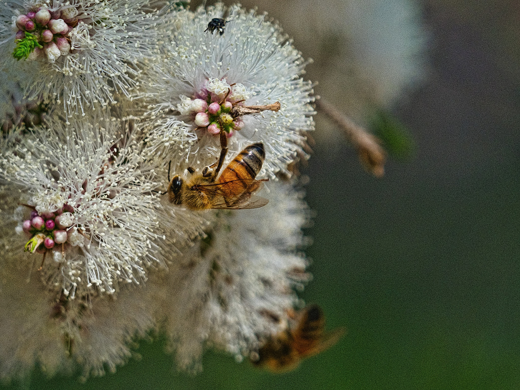 Swamp Paperbark Flowers by Paul Amyes on 500px.com