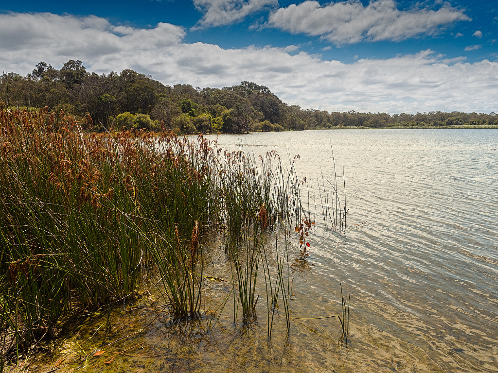 Lake Gwelup – paulamyes