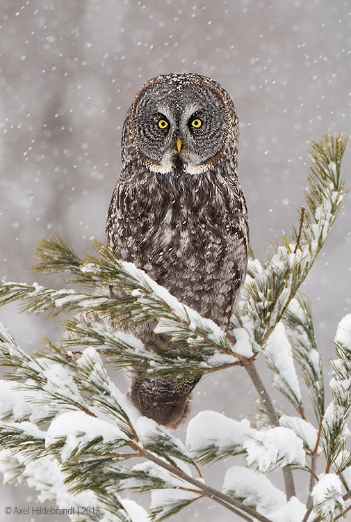 Great Gray Owl in Snow by Axel Hildebrandt on 500px.com