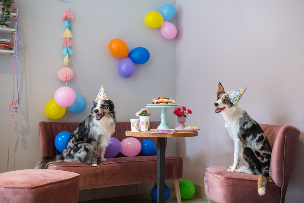 Dogs' Birthday party by Iza ?yso? on 500px.com
