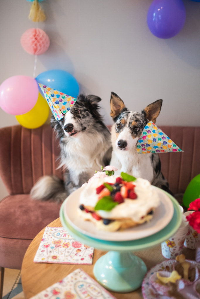 Fête d'anniversaire des chiens par Iza ?yso?  sur 500px.com