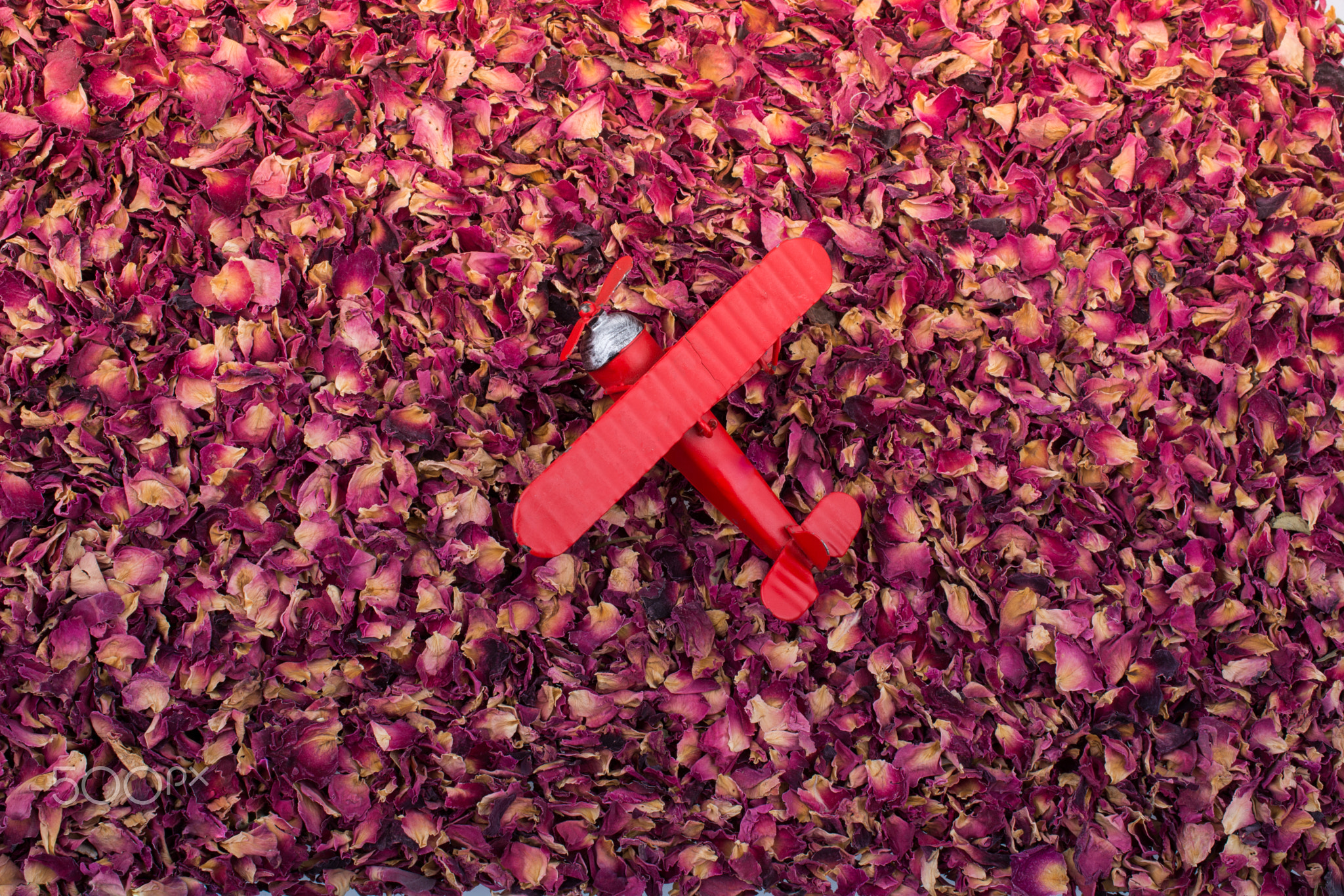 Toy airplane on a background of dried  rose petals