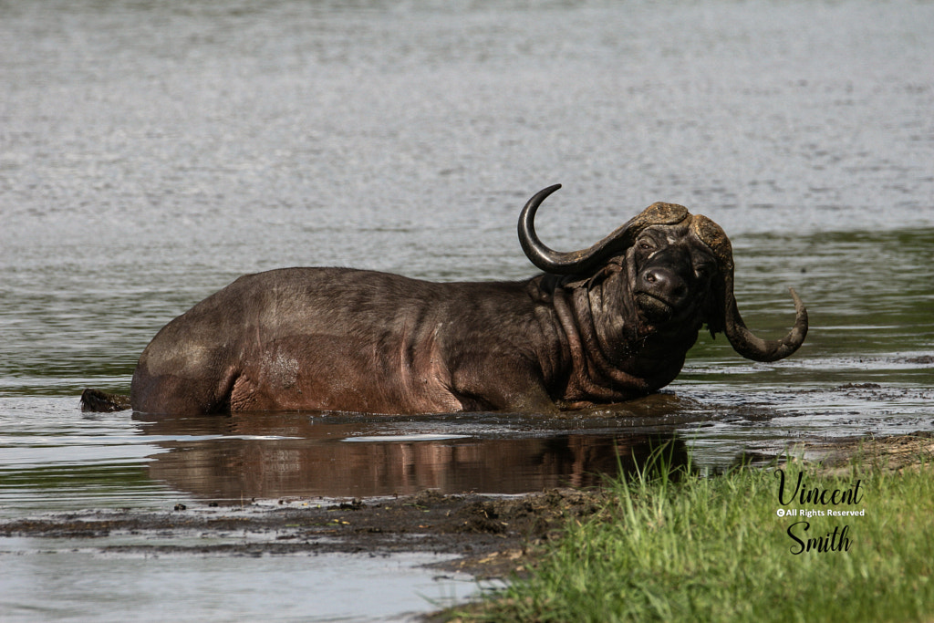 Calling me fat?  by Vincent Smith on 500px.com