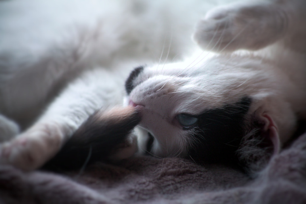 Bella I by Justin B. on 500px.com