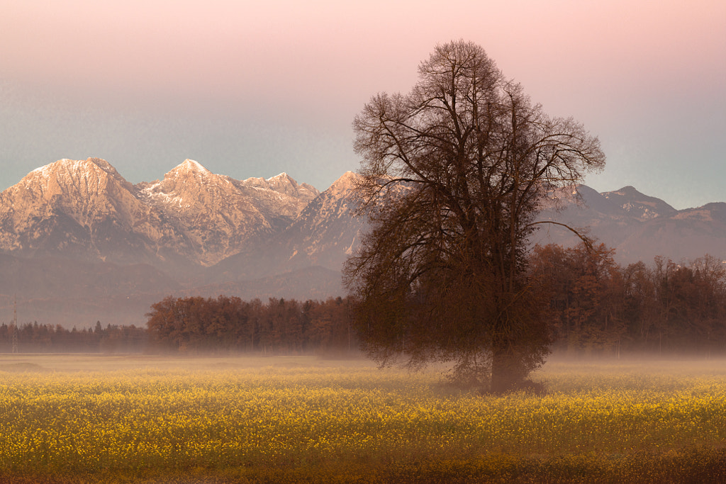  One evening in the field by Igor  on 500px.com