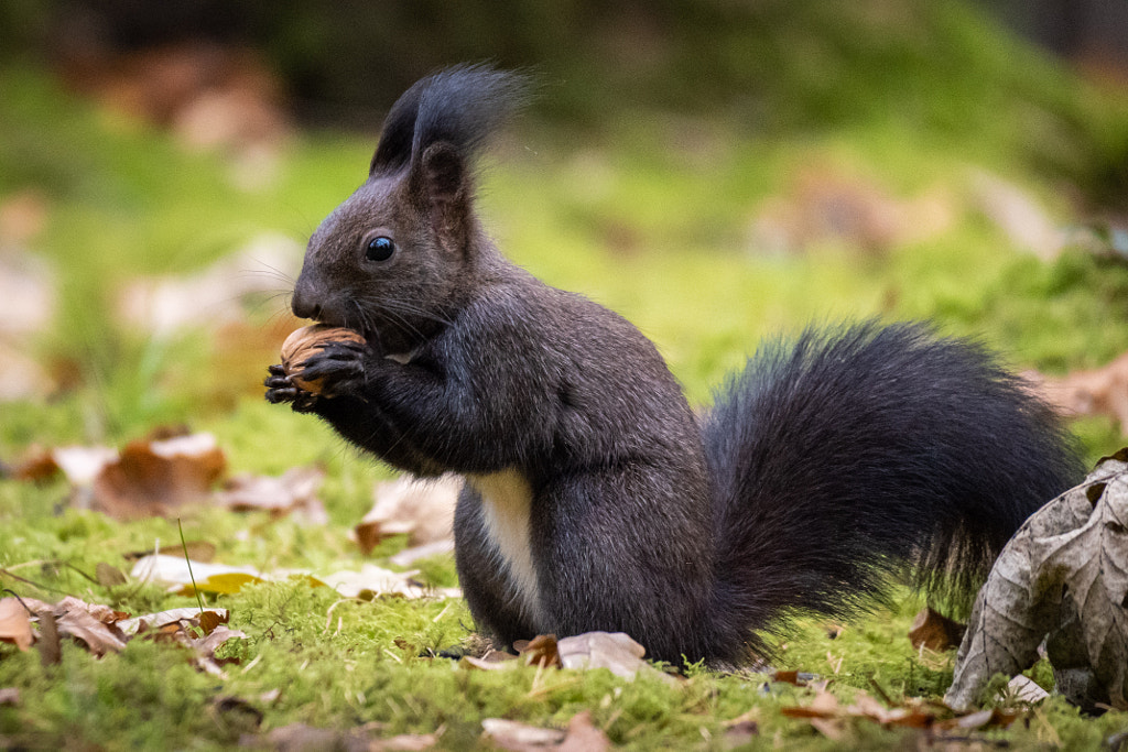 Squirrel with nut by Gerald Bogner on 500px.com
