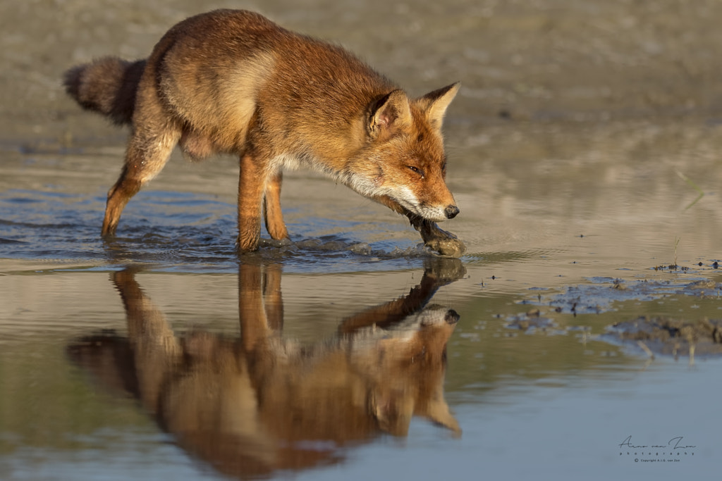 Fox... by Arno van Zon on 500px.com