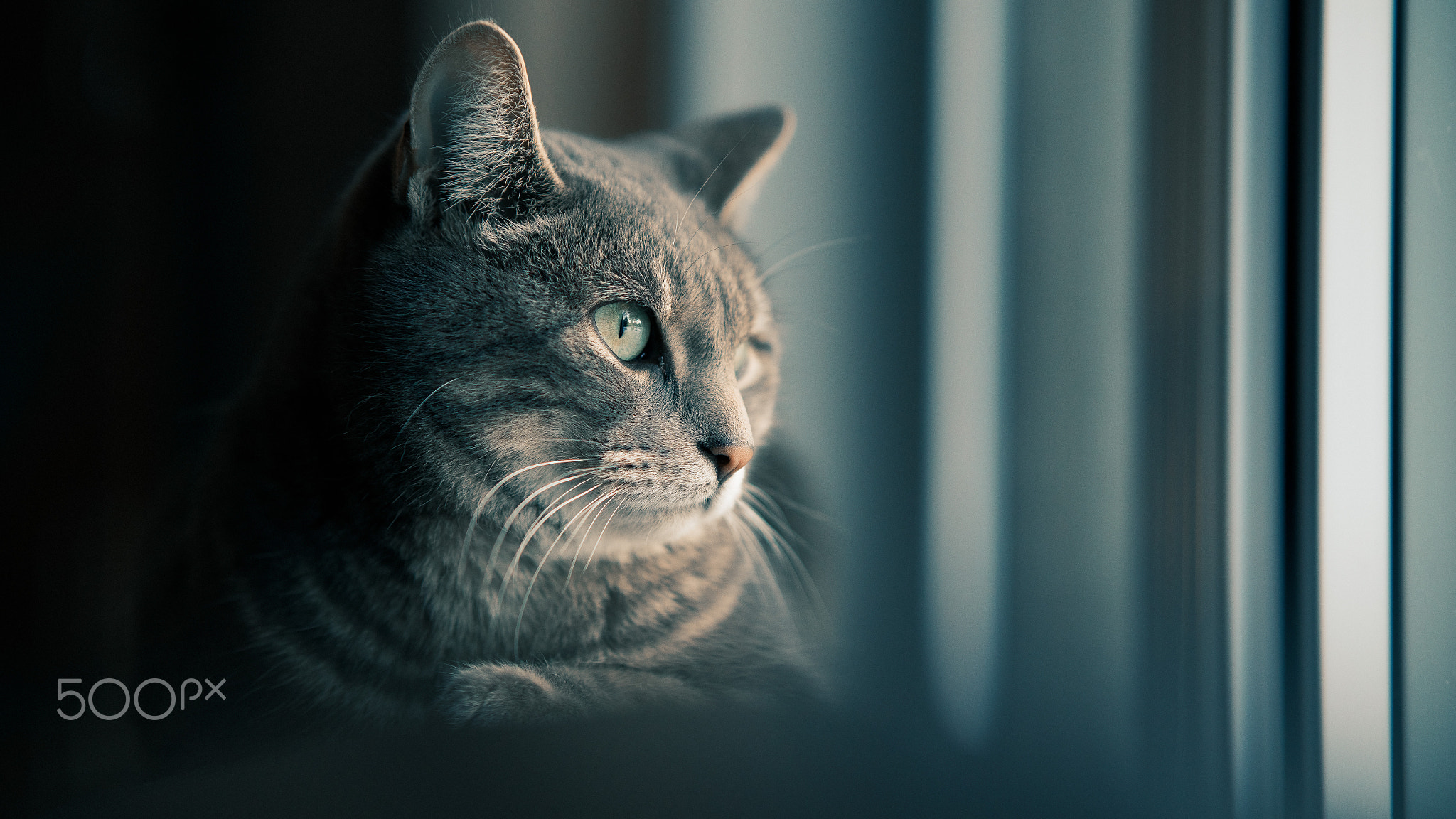 Dreaming of Outside