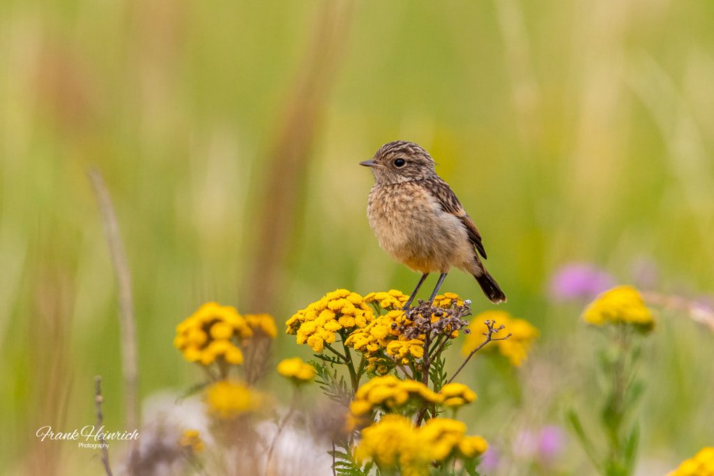 Stonechat / Schwarzkehlchen by Frank Heinrich on 500px.com