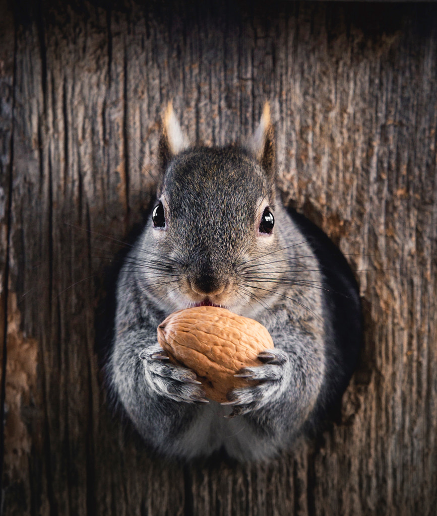 Precious Walnut by Seth Macey on 500px.com