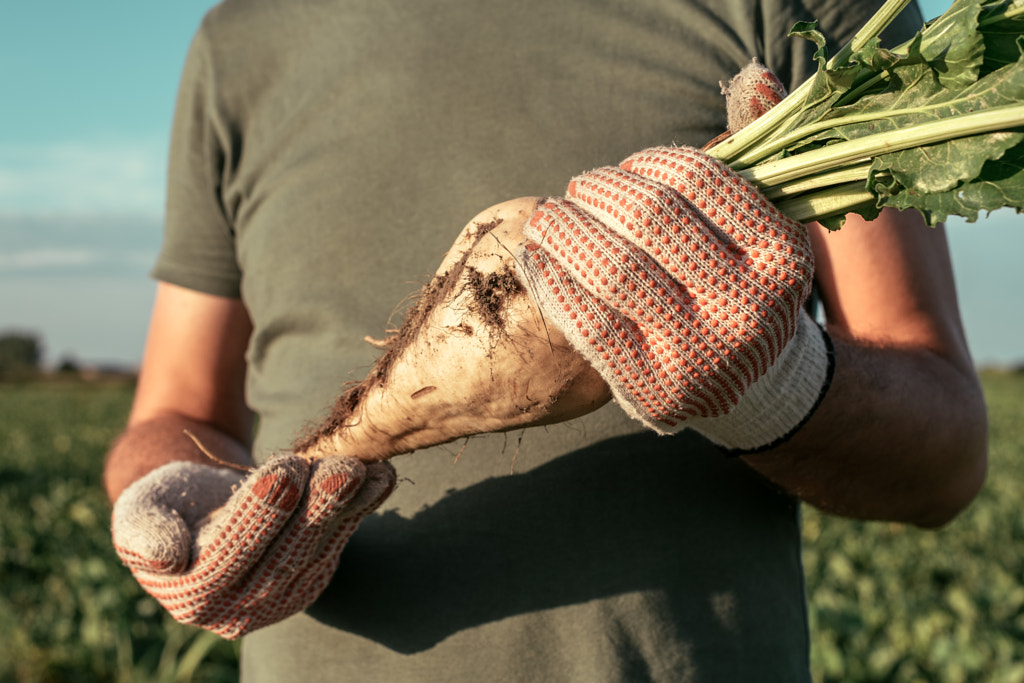 Male farmer posing in sugar beet field by Igor Stevanovic on 500px.com