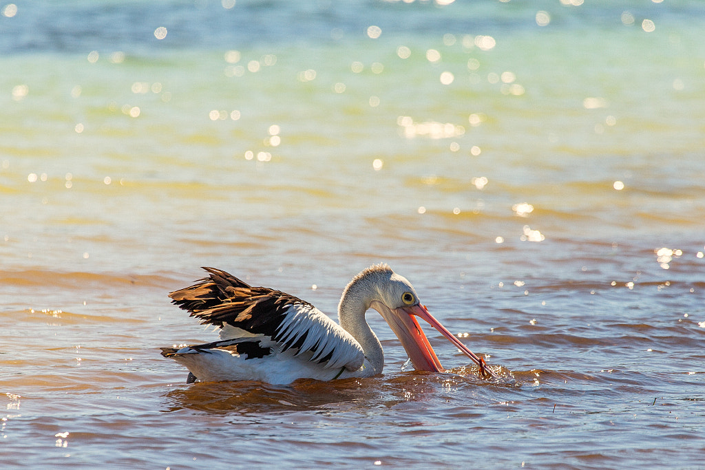 Boodelong by Paul Amyes on 500px.com