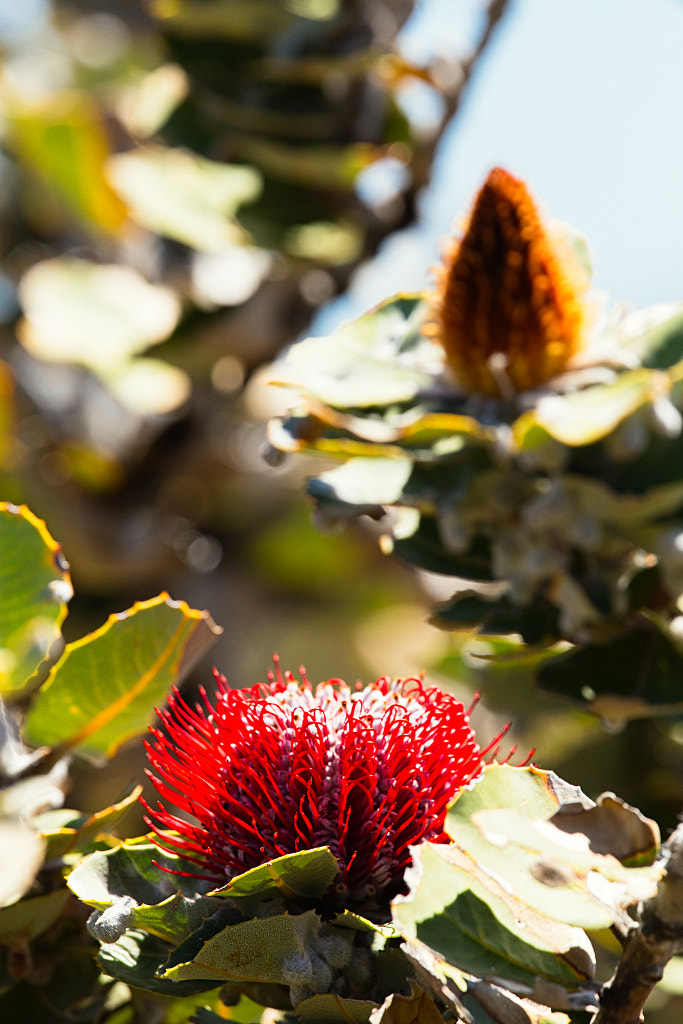 Scalet Banksia by Paul Amyes on 500px.com
